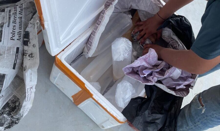 Senilai Rp9 Miliar Penyelundupan Benih Baby Lobster Digagalkan Bea Cukai Batam