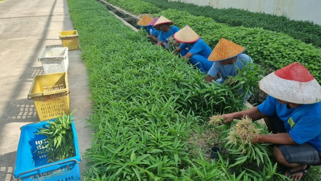 Rutan Kelas IIA Batam Berhasil Panen 140kg Sayur Kangkung dan Bayam Sebagai Dukungan Ketahanan Pangan