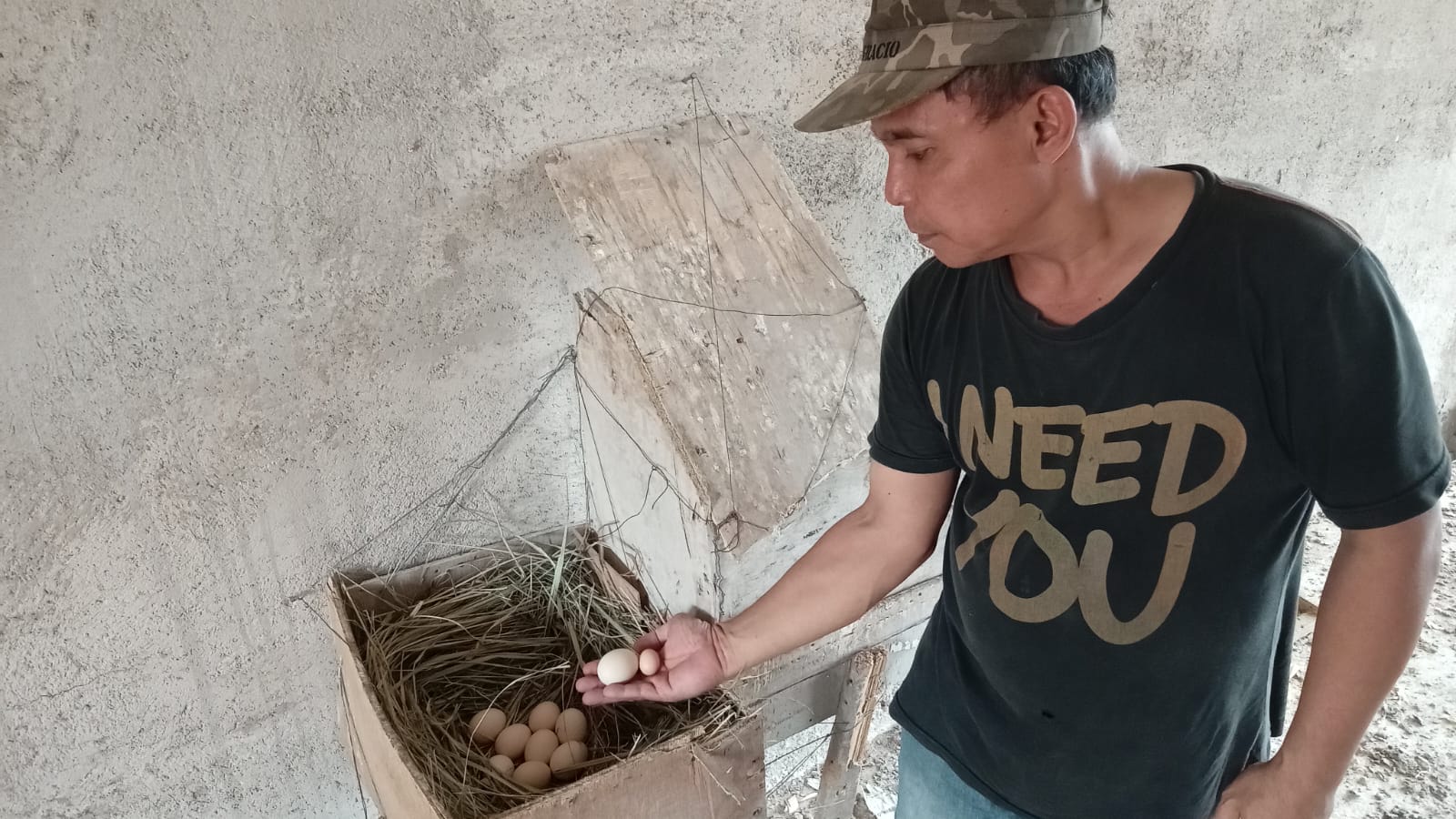 Telur Ayam Kampung Mini Hebohkan Warga Kota Batam, Telurnya Hanya Berdiameter 2 Cm