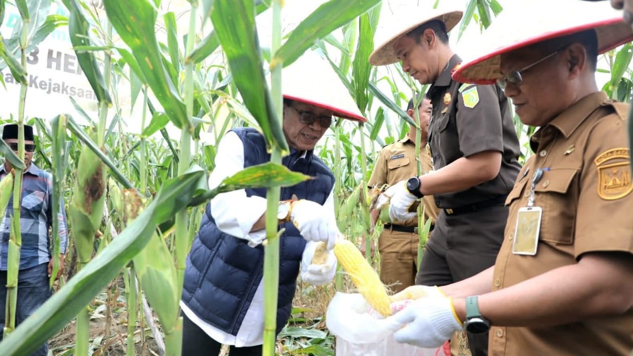 Panen Raya Jagung di Rempang Gate, Wali Kota Batam Dorong Ketahanan Pangan dan Pemberdayaan Masyarakat