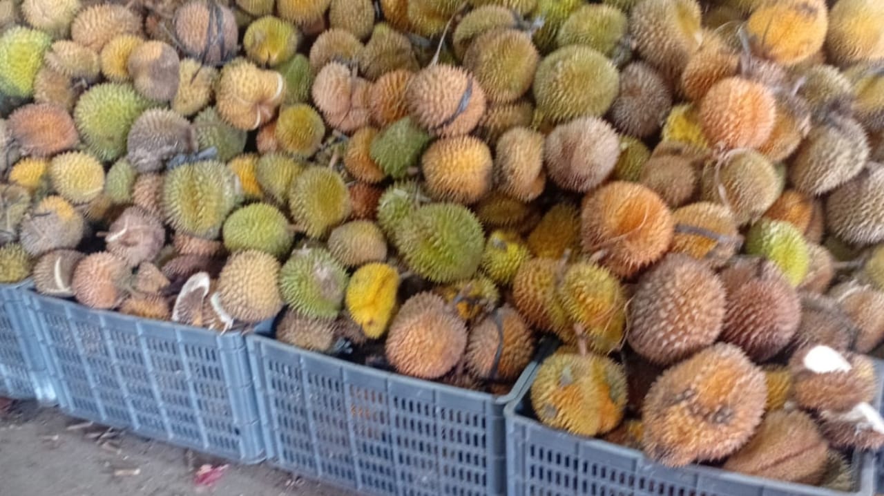 Penjual Durian Gembira Seusai Jaringan Indosat Bangun Jembatan Digital di Gunungsitoli
