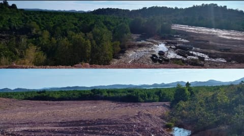 Hutan Mangrove Disikat, Izin Proyek Cut and Fill di Panaran Tembesi Kota Batam Patut Dipertanyakan
