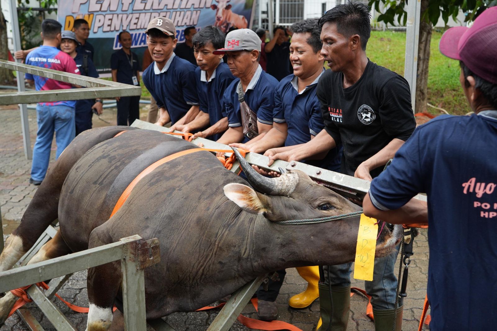BP Batam Sembelih 33 Hewan Kurban, Tebar Kepedulian di Hari Raya Idul Adha 1447 H.