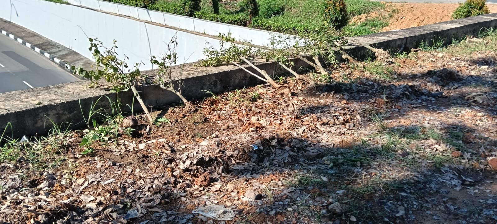 Puluhan Tanaman Bugenvil Jadi Sasaran OTK, BP Batam Kecam Aksi Vandalisme Penataan Kota